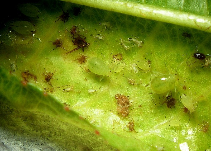 Nuovo incontro - Prionus coriarius (Cerambycidae)